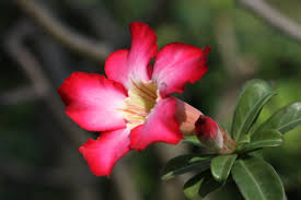 Rosa do Deserto Pétala Única